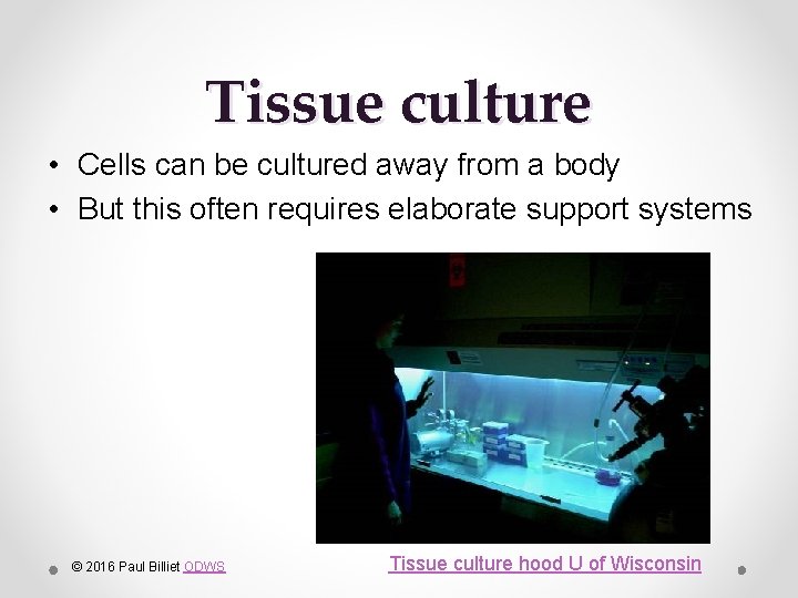 Tissue culture • Cells can be cultured away from a body • But this