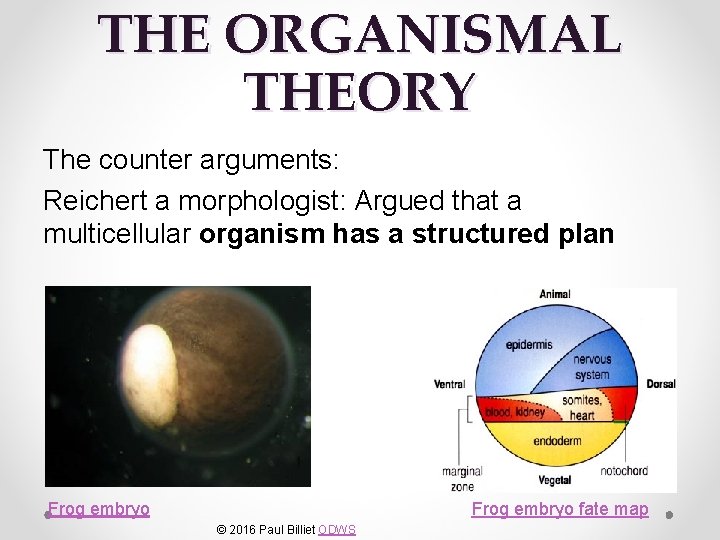 THE ORGANISMAL THEORY The counter arguments: Reichert a morphologist: Argued that a multicellular organism