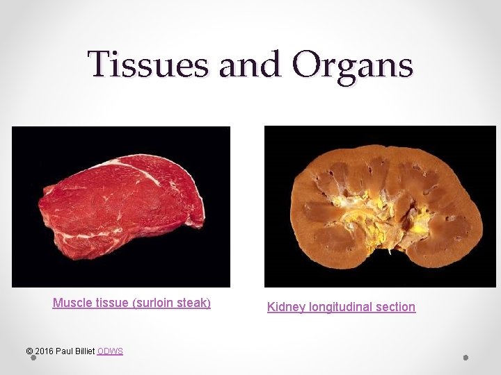 Tissues and Organs Muscle tissue (surloin steak) © 2016 Paul Billiet ODWS Kidney longitudinal