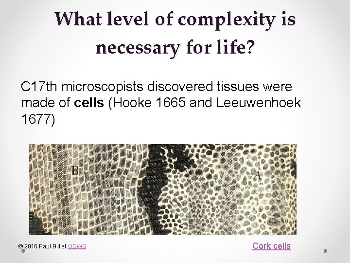 What level of complexity is necessary for life? C 17 th microscopists discovered tissues