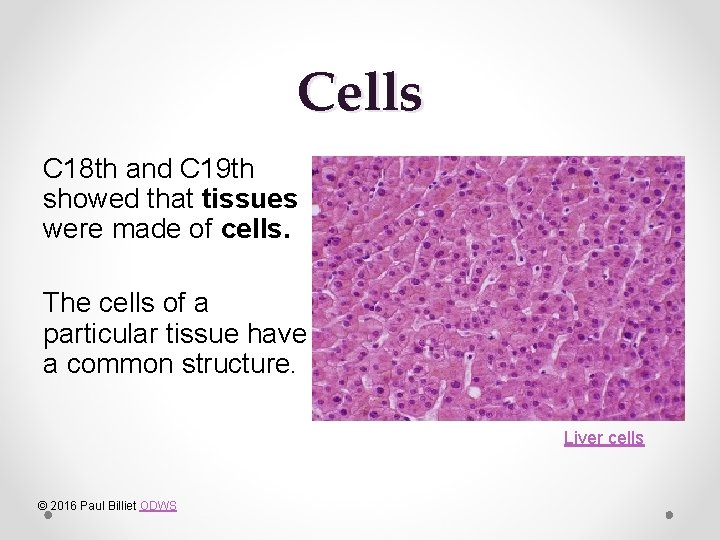 Cells C 18 th and C 19 th showed that tissues were made of