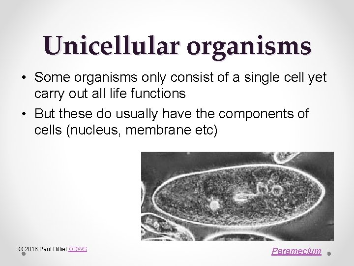 Unicellular organisms • Some organisms only consist of a single cell yet carry out
