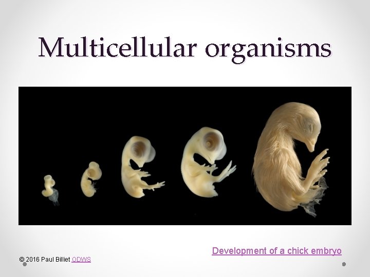 Multicellular organisms © 2016 Paul Billiet ODWS Development of a chick embryo 