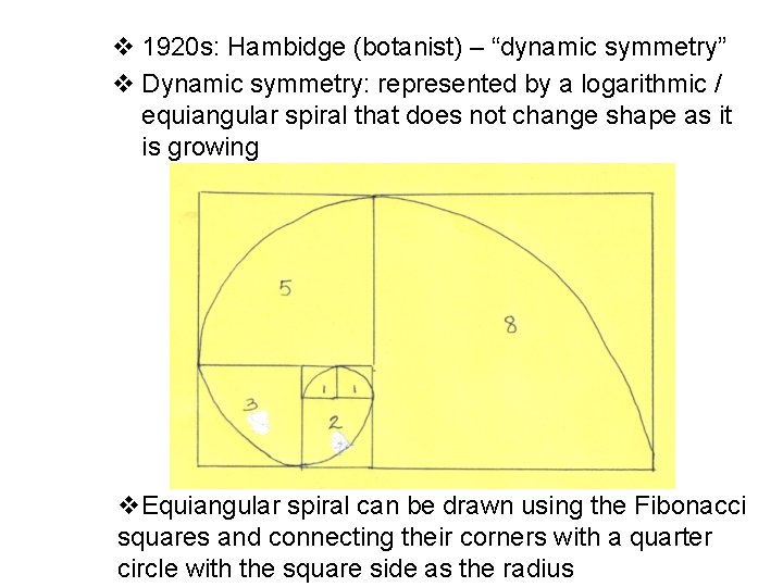 v 1920 s: Hambidge (botanist) – “dynamic symmetry” v Dynamic symmetry: represented by a