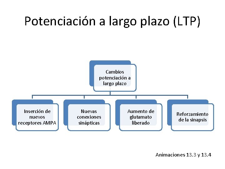 Potenciación a largo plazo (LTP) Cambios potenciación a largo plazo Inserción de nuevos receptores