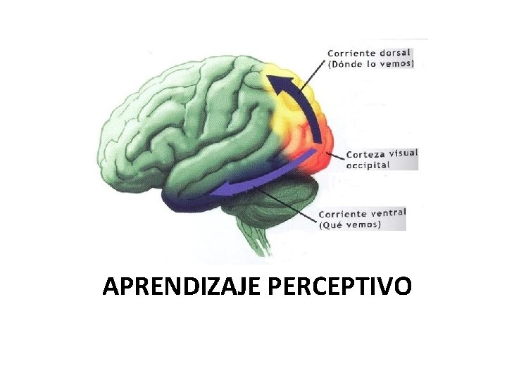 APRENDIZAJE PERCEPTIVO 