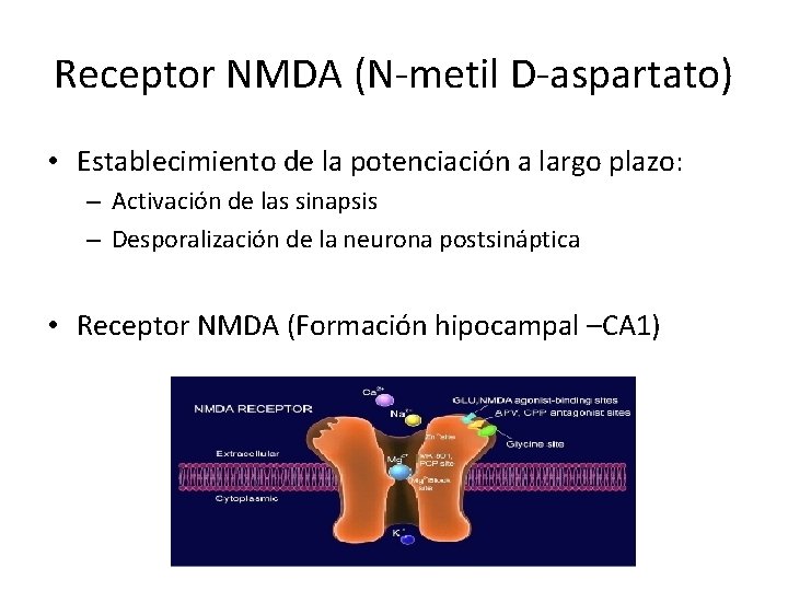 Receptor NMDA (N-metil D-aspartato) • Establecimiento de la potenciación a largo plazo: – Activación
