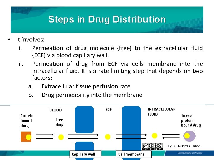 Steps in Drug Distribution • It involves: i. Permeation of drug molecule (free) to