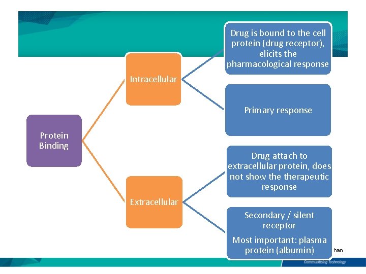 Drug is bound to the cell protein (drug receptor), elicits the pharmacological response Intracellular