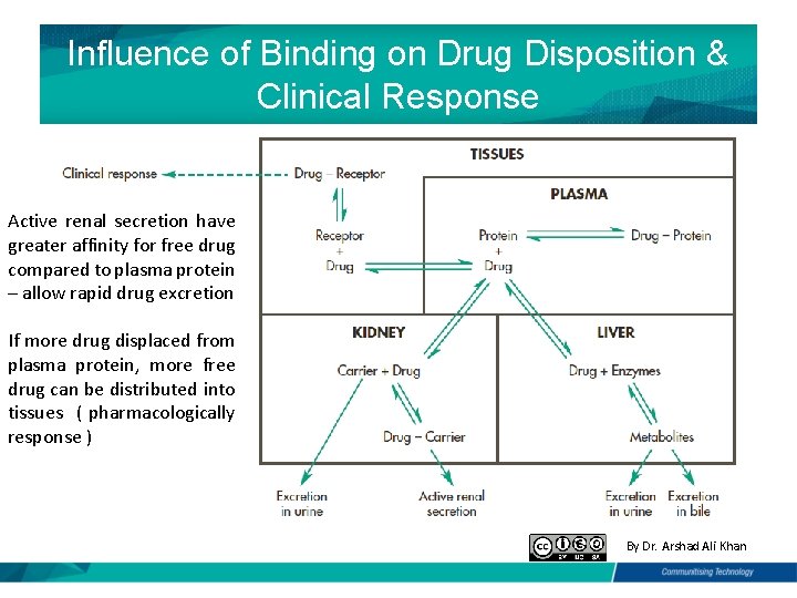 Influence of Binding on Drug Disposition & Clinical Response Active renal secretion have greater
