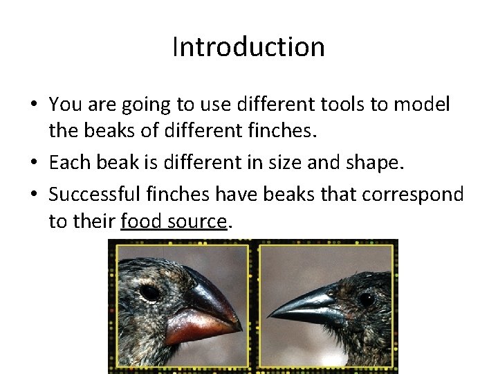 Introduction • You are going to use different tools to model the beaks of