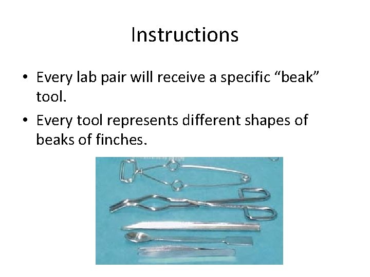 Instructions • Every lab pair will receive a specific “beak” tool. • Every tool