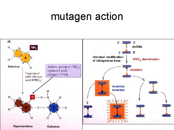 mutagen action 