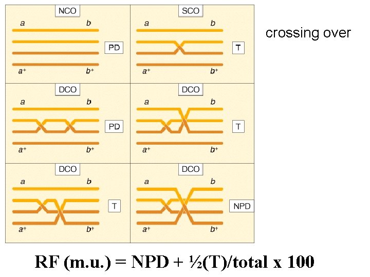 crossing over RF (m. u. ) = NPD + ½(T)/total x 100 