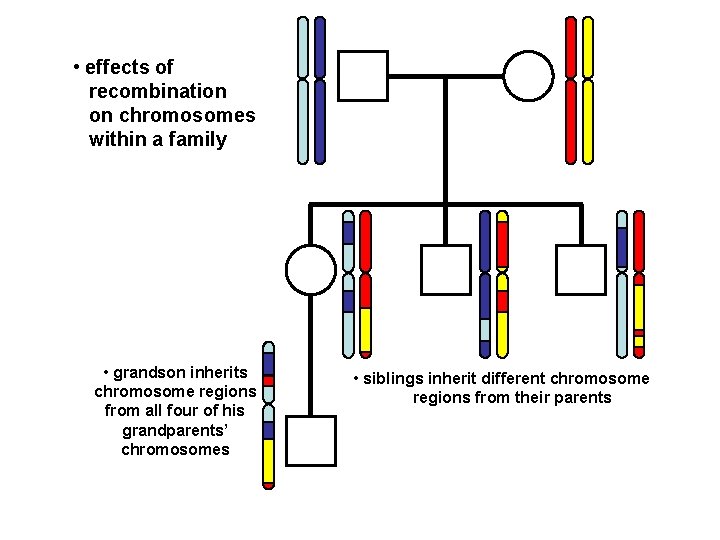  • effects of recombination on chromosomes within a family • grandson inherits chromosome