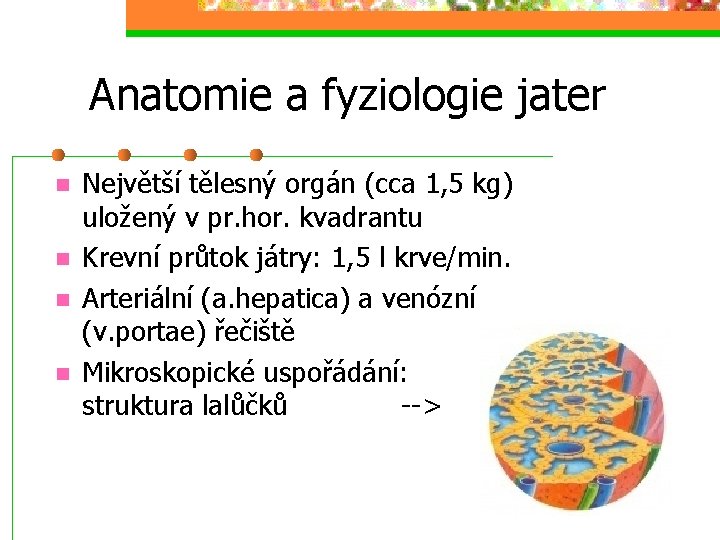 Anatomie a fyziologie jater n n Největší tělesný orgán (cca 1, 5 kg) uložený