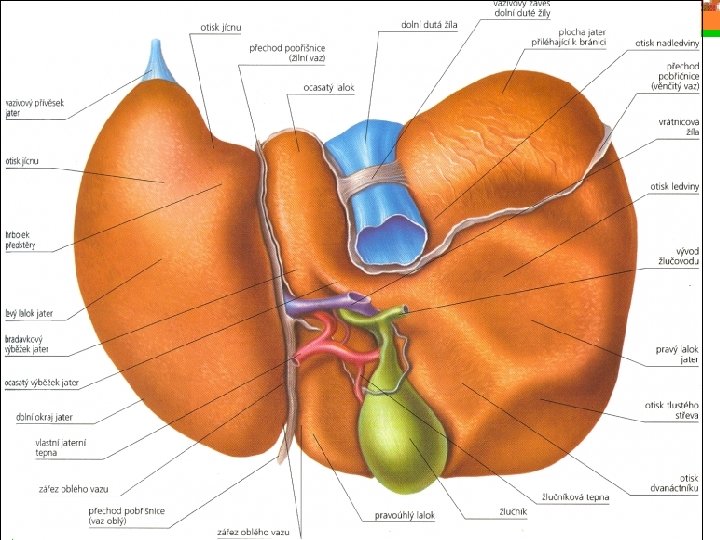 Anatomie a fyziologie jater 