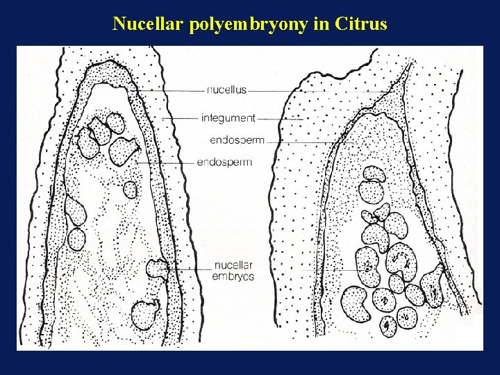 Nucellar polyembryony in Citrus Nucellar polyembryony in Citrus