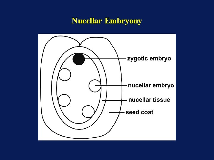 Nucellar Embryony Nucellar Embryony