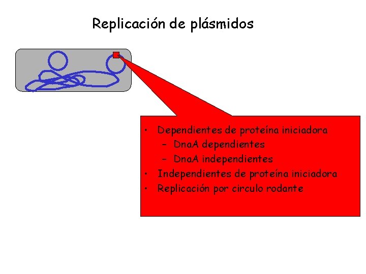 Replicación de plásmidos • Dependientes de proteína iniciadora – Dna. A dependientes – Dna.