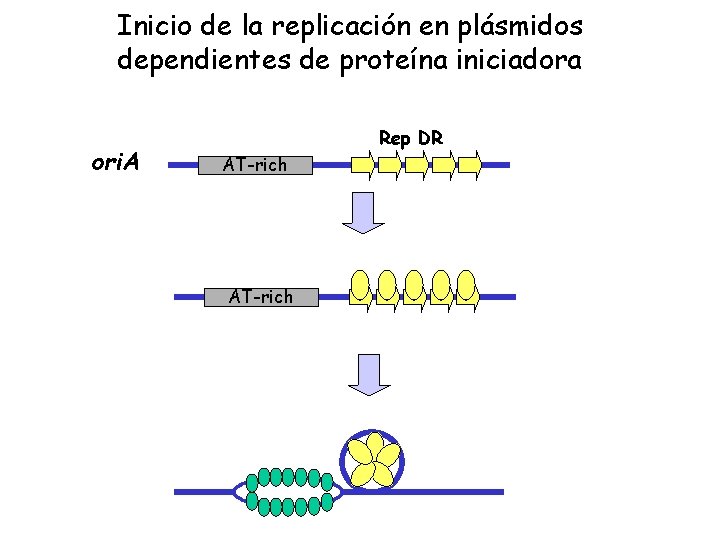 Inicio de la replicación en plásmidos dependientes de proteína iniciadora ori. A Rep DR