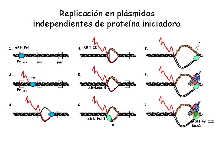 Replicación en plásmidos independientes de proteína iniciadora 1. ARN Pol Pr-555 2. ori 4.