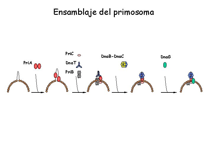 Ensamblaje del primosoma Pri. C Pri. A Dna. T Pri. B Dna. B-Dna. C