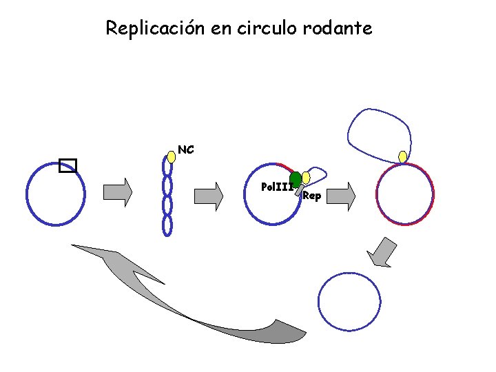 Replicación en circulo rodante NC Pol. III Rep 