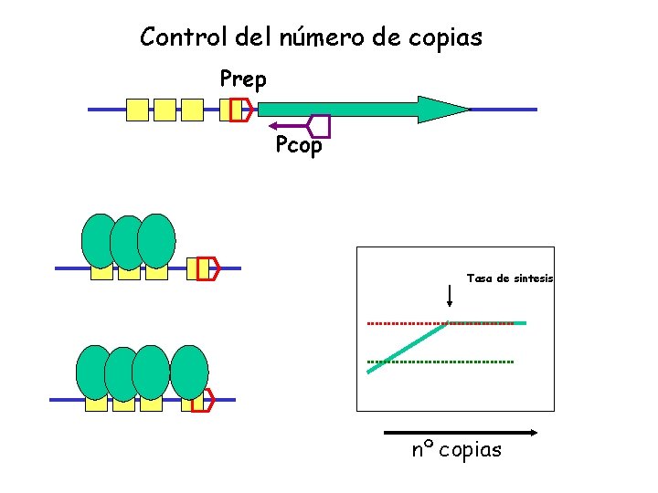 Control del número de copias Prep Pcop Tasa de sintesis nº copias 