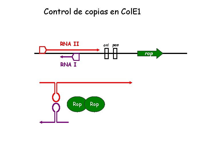 Control de copias en Col. E 1 RNA II ori pas rop RNA I