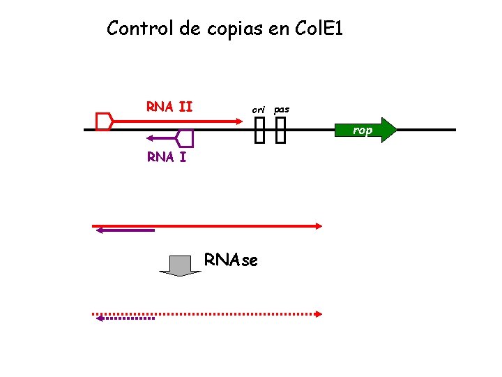 Control de copias en Col. E 1 RNA II ori pas rop RNA I