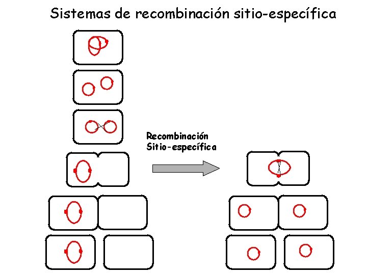 Sistemas de recombinación sitio-específica Recombinación Sitio-específica 