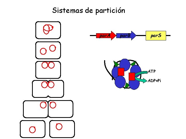 Sistemas de partición par. A par. B par. S ATP ADP+Pi 