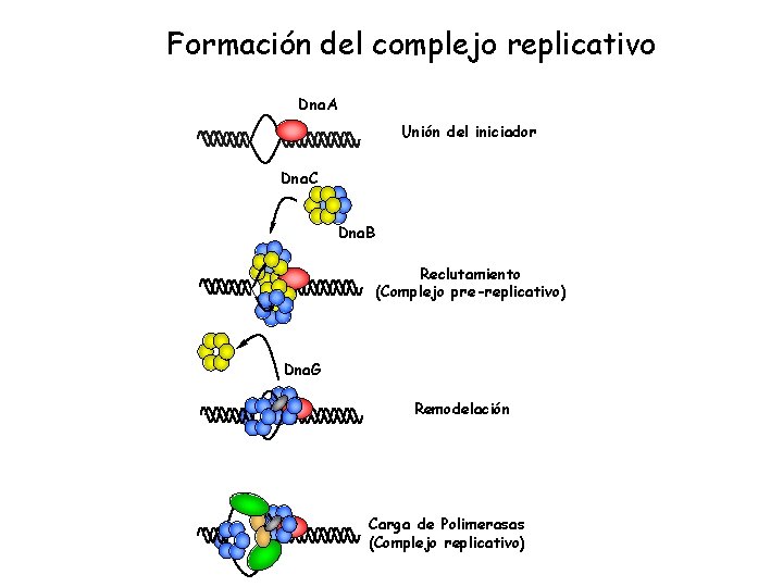 Formación del complejo replicativo Dna. A Unión del iniciador Dna. C Dna. B Reclutamiento