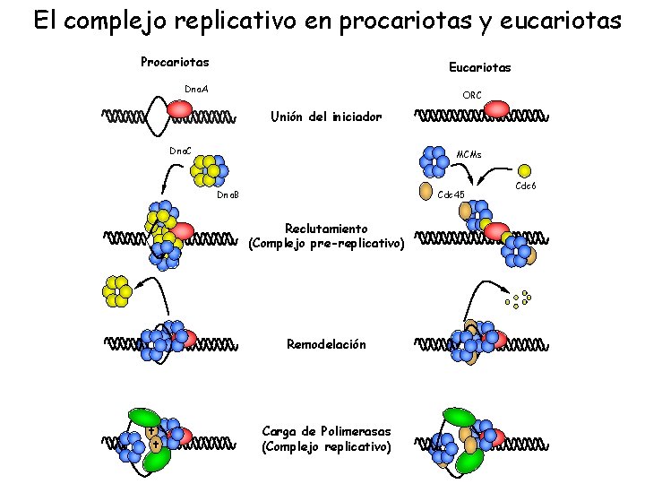 El complejo replicativo en procariotas y eucariotas Procariotas Eucariotas Dna. A ORC Unión del