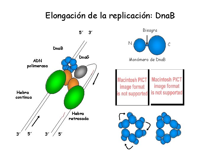 Elongación de la replicación: Dna. B 5´ N Dna. B Dna. G ADN polimerasa