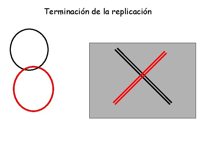 Terminación de la replicación 