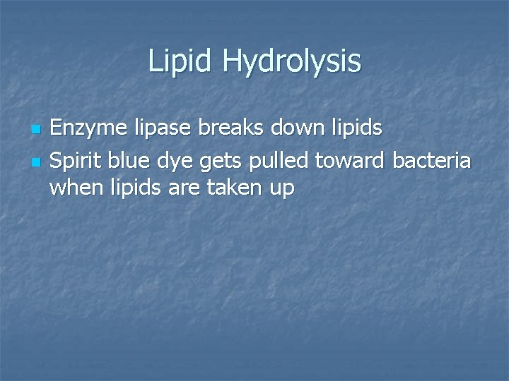 Lipid Hydrolysis n n Enzyme lipase breaks down lipids Spirit blue dye gets pulled