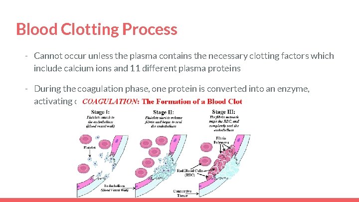 Blood Clotting Process - Cannot occur unless the plasma contains the necessary clotting factors