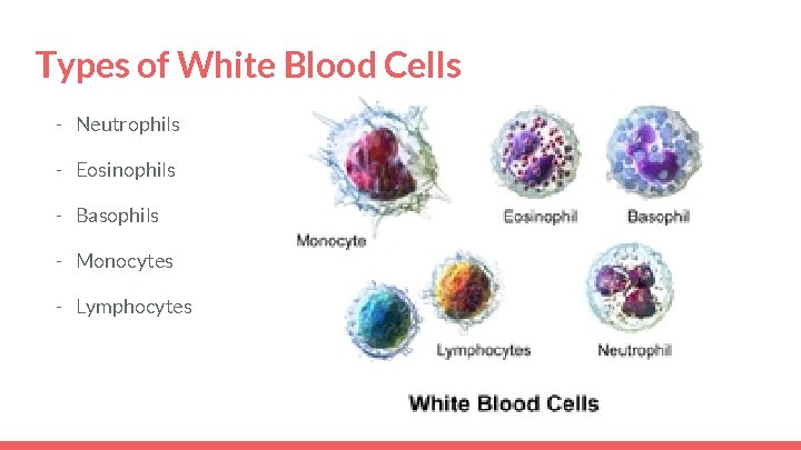 Types of White Blood Cells - Neutrophils - Eosinophils - Basophils - Monocytes -