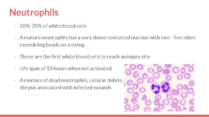 Neutrophils - 50%-70% of white blood cells - A mature neutrophils has a very