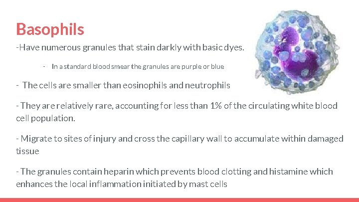 Basophils -Have numerous granules that stain darkly with basic dyes. - In a standard