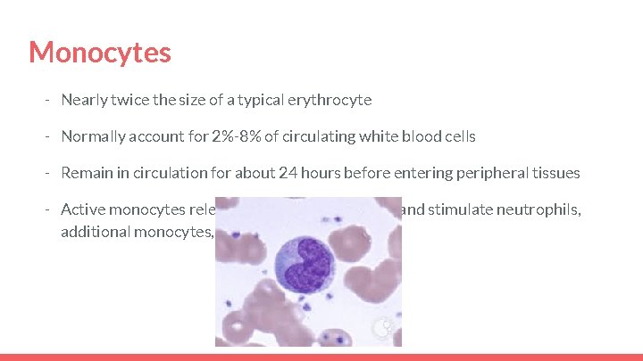 Monocytes - Nearly twice the size of a typical erythrocyte - Normally account for