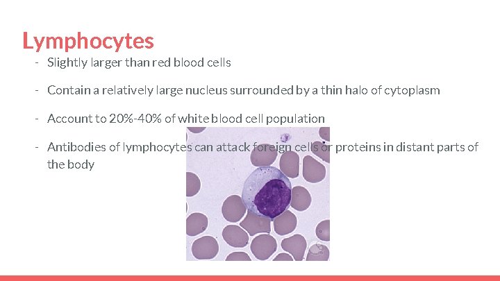Lymphocytes - Slightly larger than red blood cells - Contain a relatively large nucleus