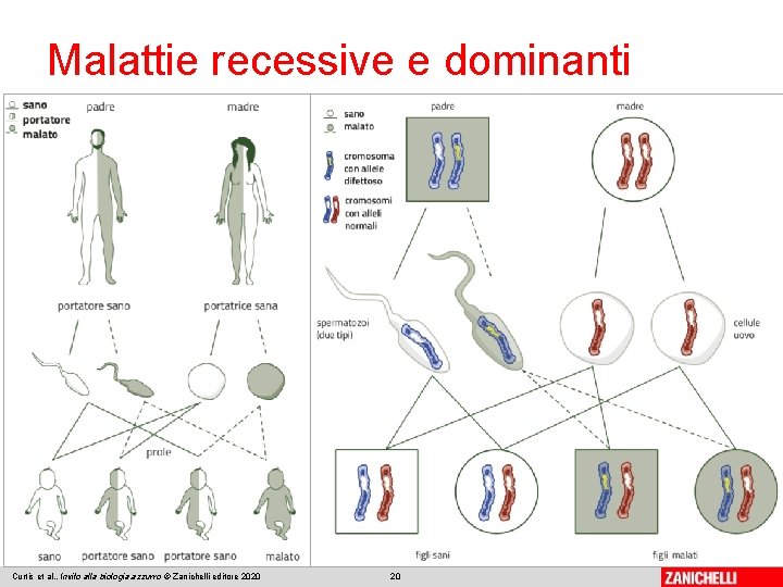 Malattie recessive e dominanti Curtis et al. , Invito alla biologia. azzurro © Zanichelli