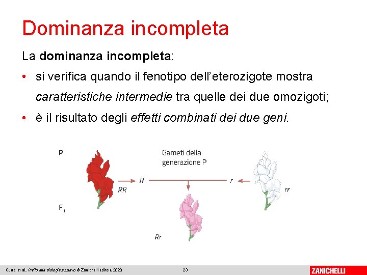 Dominanza incompleta La dominanza incompleta: • si verifica quando il fenotipo dell’eterozigote mostra caratteristiche