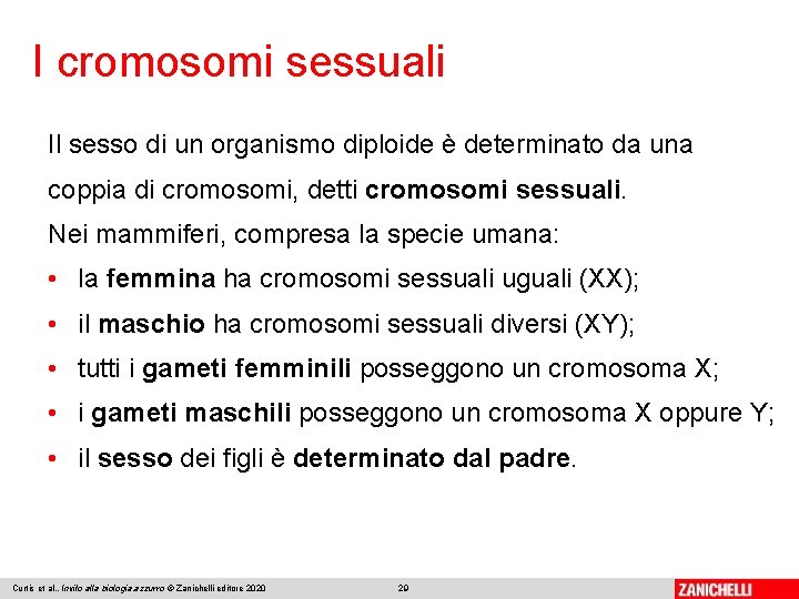 I cromosomi sessuali Il sesso di un organismo diploide è determinato da una coppia