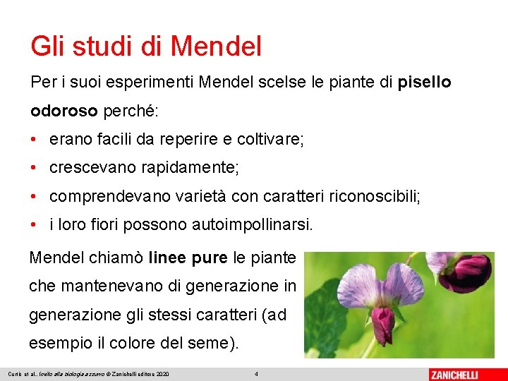 Gli studi di Mendel Per i suoi esperimenti Mendel scelse le piante di pisello