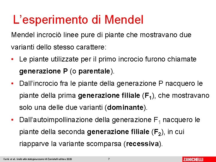 L’esperimento di Mendel incrociò linee pure di piante che mostravano due varianti dello stesso