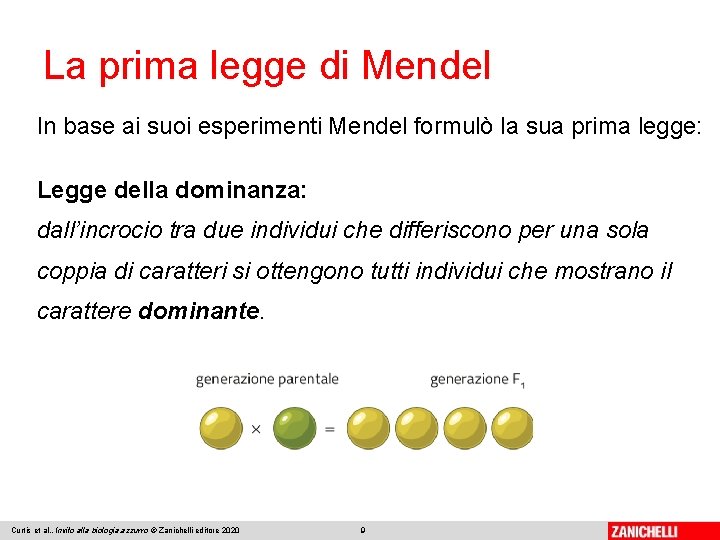 La prima legge di Mendel In base ai suoi esperimenti Mendel formulò la sua